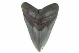 Fossil Megalodon Tooth - South Carolina #93538-1